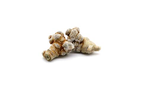 三七有沒有毒？為何有人說有毒