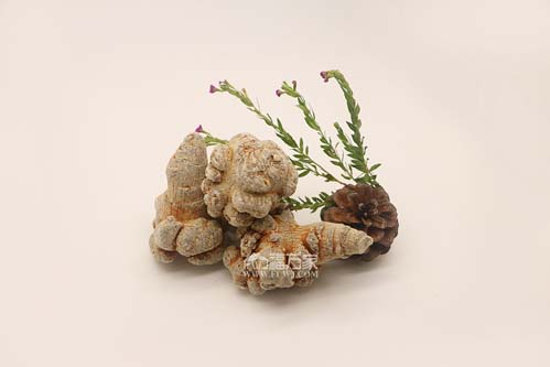 三七的效用會(huì)受喝茶影響嗎？