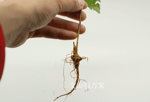 三七樹？